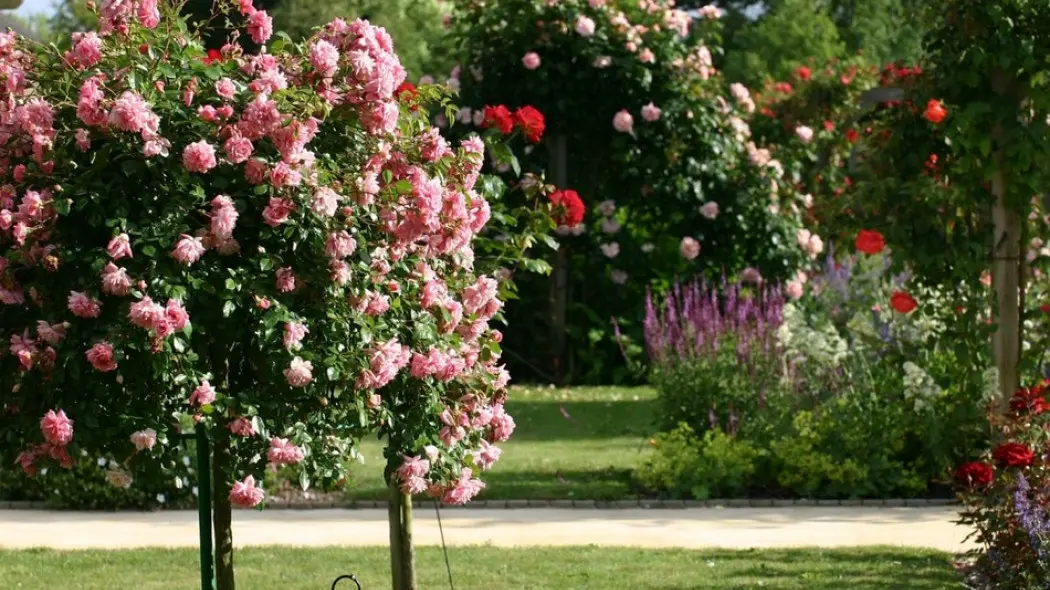 Róże ogrodowe: podział na grupy i odmiany, fot. patriciaolivier-siche - Pixabay