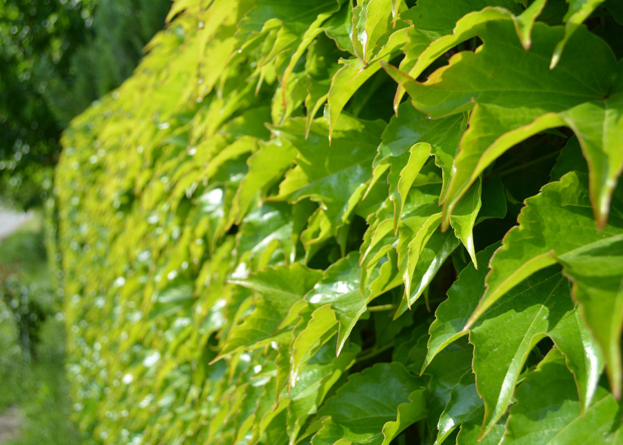 Pnącza i żywe płoty najlepsze rośliny na ogrodzenia fot. Klára Tóthová Pixabay