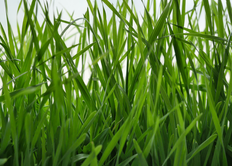 Jak, kiedy i czym nawozić trawniki OLGA LIT Pixabay