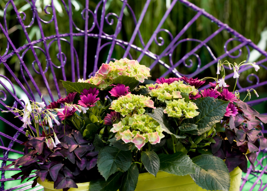 Kwiaty balkonowe cieniolubne Co posadzić na balkonie północnym i wschodnim fot. Floradania
