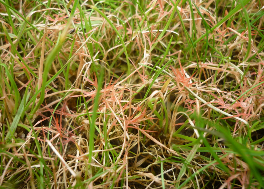 czerwona nitkowatość traw - choroba trawnika