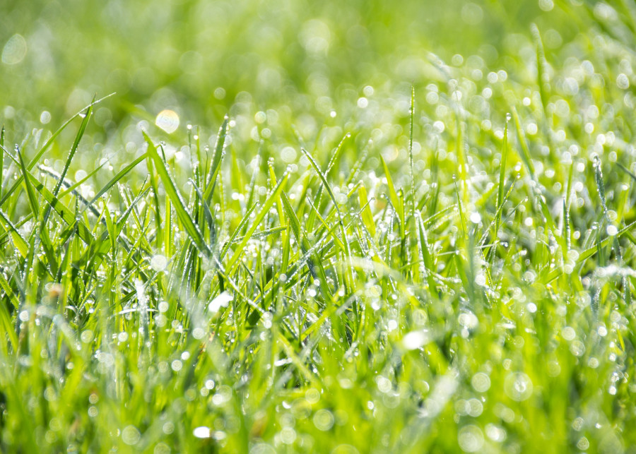 wiosenny trawnik fot. PhotoMIX-Company