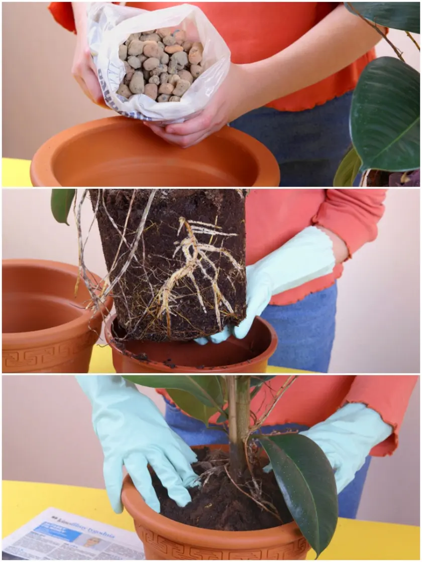 Przesadzanie roślin doniczkowych