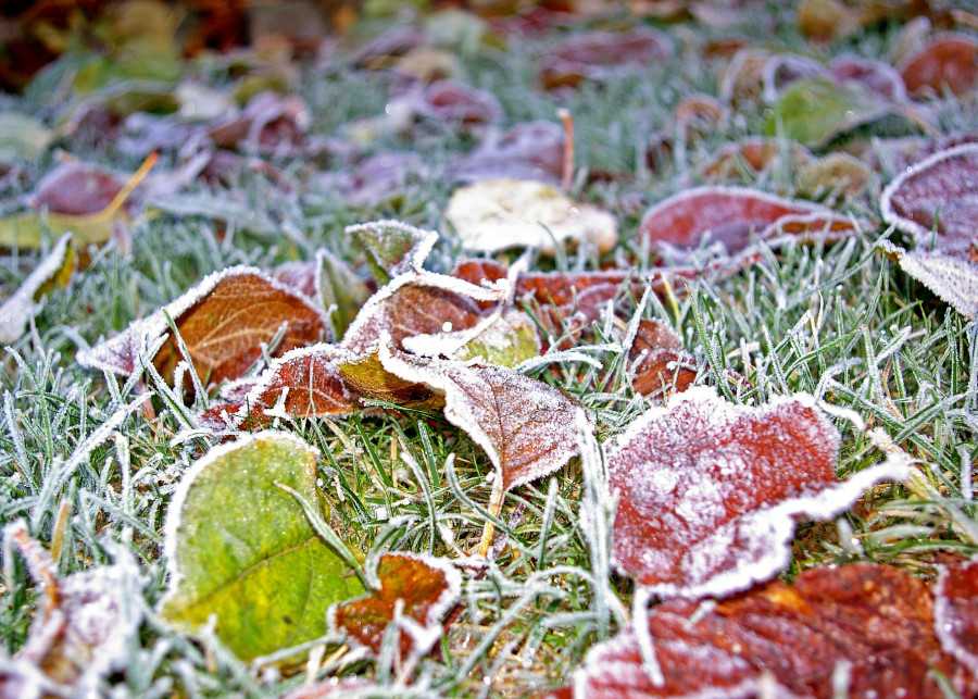 trawnik w listopadzie fot. Kerstin Riemer - Pixabay