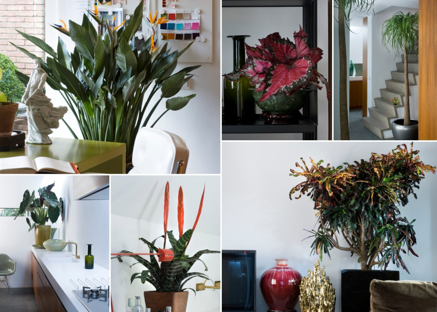 Kwiaty we wnętrzach. Ulubione rośliny architekta, fot. Biuro Kwiatowe Holandia