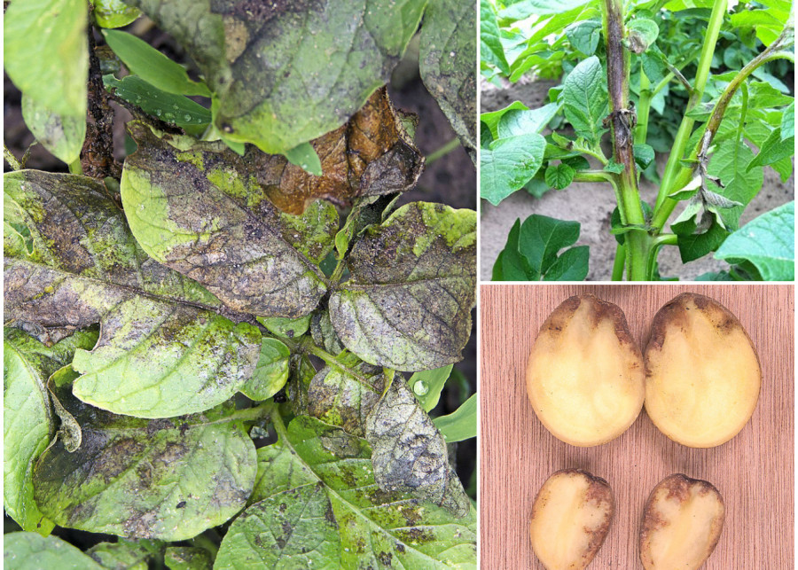 zaraza ziemniaka objawy na liściach, pędach i bulwach ziemniaka