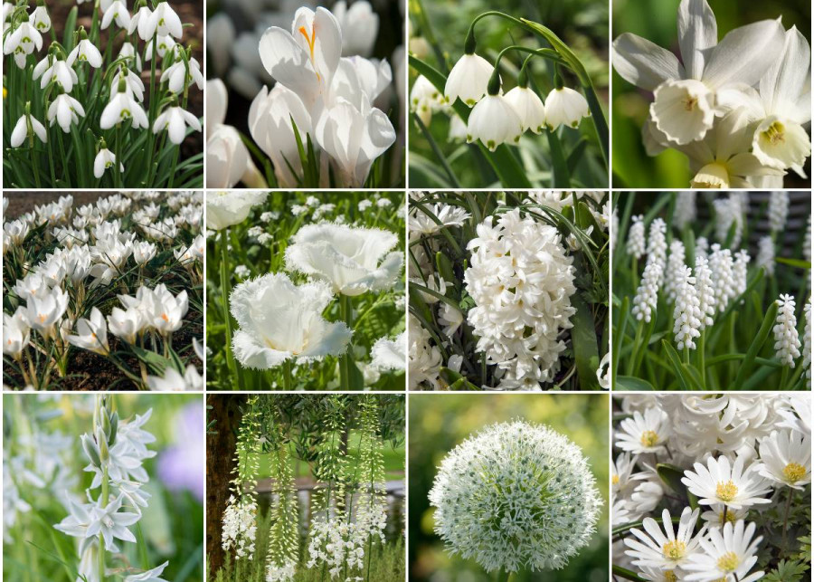 12 białych kwiatów cebulowych