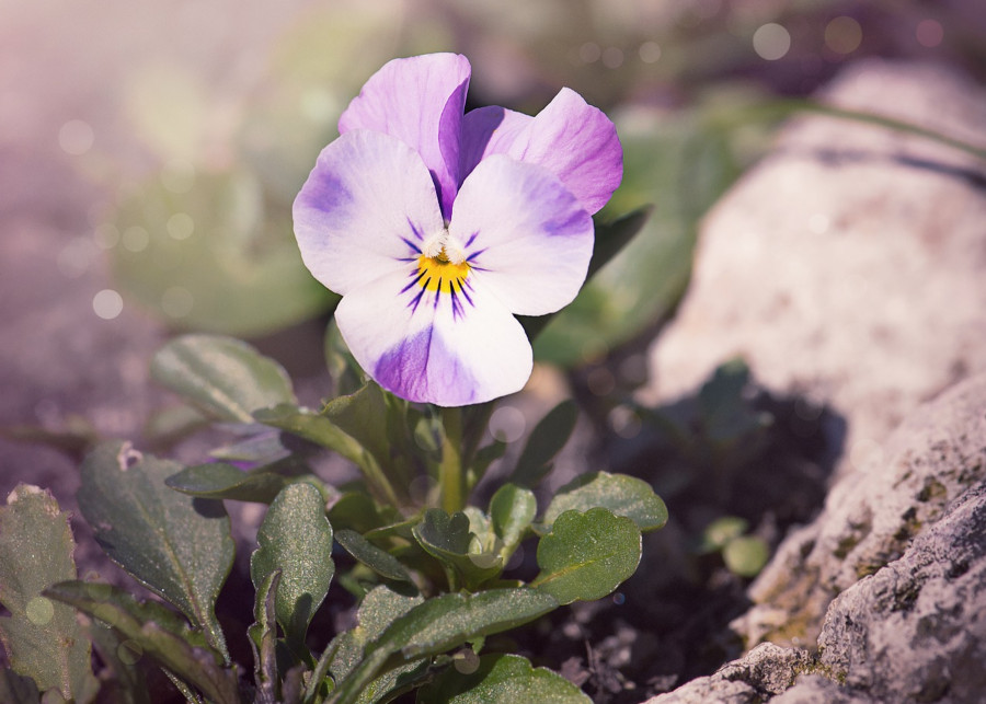 Pierwsze kwiaty doniczkowe odporne na przymrozki, fot. Pezibear - Pixabay