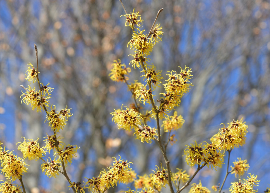 Polecamy krzew kwitnący zimą, fot. sshreet - Pixabay