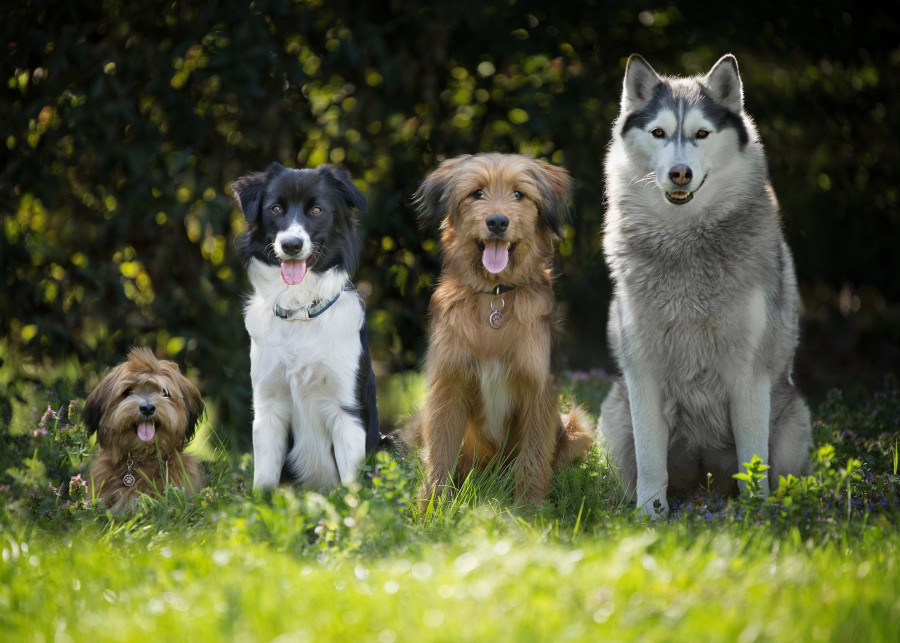 15 ras psów polecanych do ogrodu, fot. Marta Reinartz - Pixabay