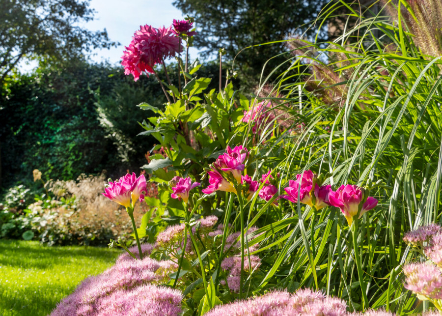 Frezja – pachnąca pięknośc w ogrodzie fot. iBulb