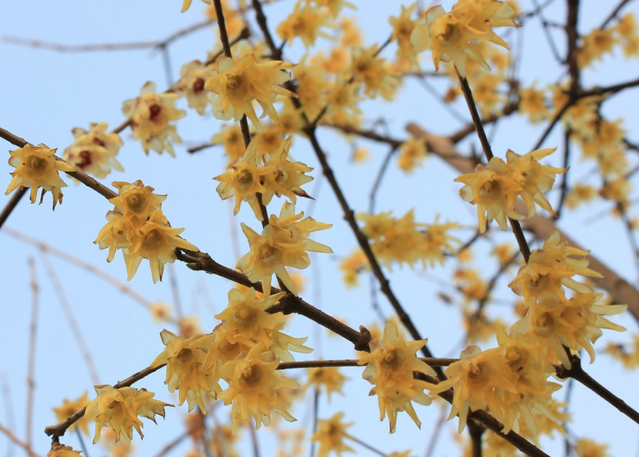 Zimokwiat wczesny (japonia) widok od dołu, fot. cong yu - Pixabay