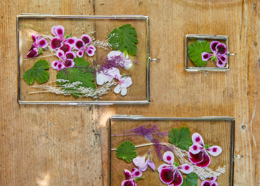 ramki z kwiatami pelargonii fot. Pelargonium for Europe