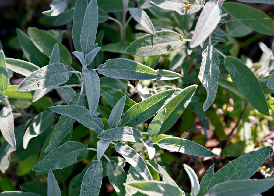 Szałwia lekarska Salvia officinalis sage, fot. rasa-kasparaviciene - Unsplash