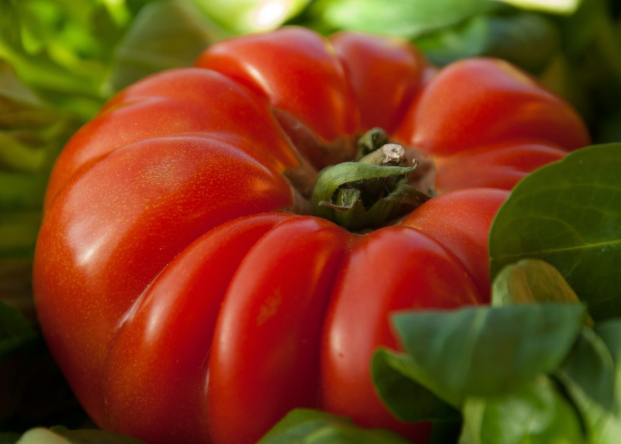 uprawa pomidorów malinowych fot. jackmac34 - Pixabay