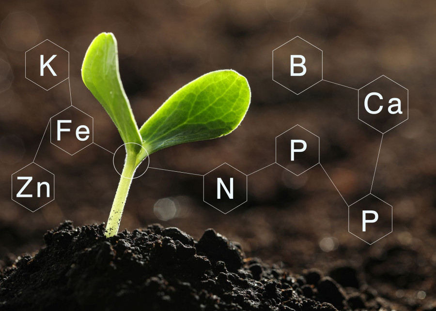 Mikroelementy niezbędne dla roślin - fot. NewAfrica Depositphotos