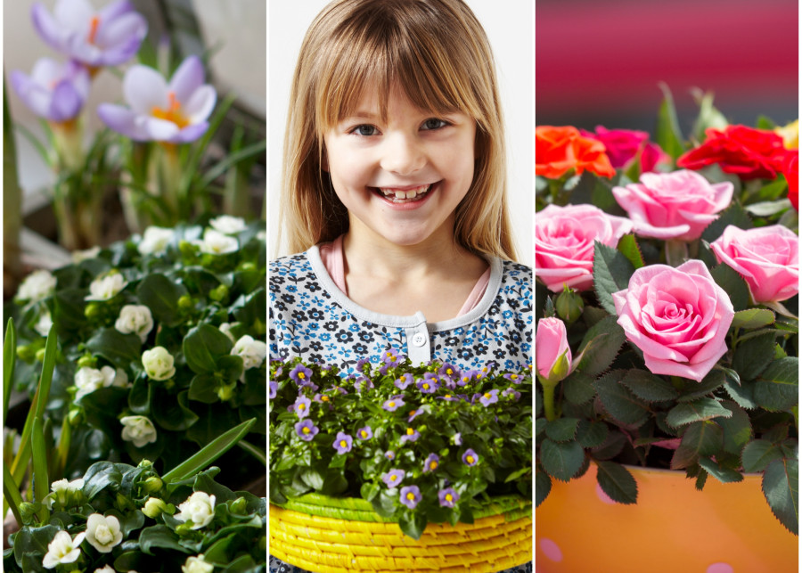 10 kwiatów doniczkowych idealnych na Dzień Babci i Dzień Dziadka
