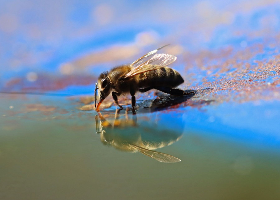 Jak zrobic poidelko dla pszczol w ogrodzie, fot. MLARANDA - Pixabay