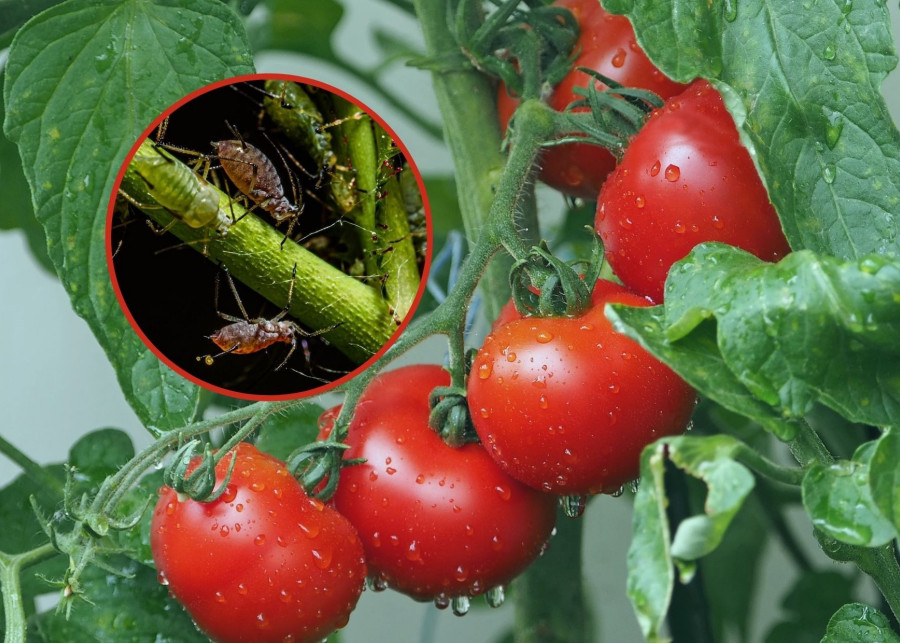 Mszyce na pomidorach fot. Pixabay