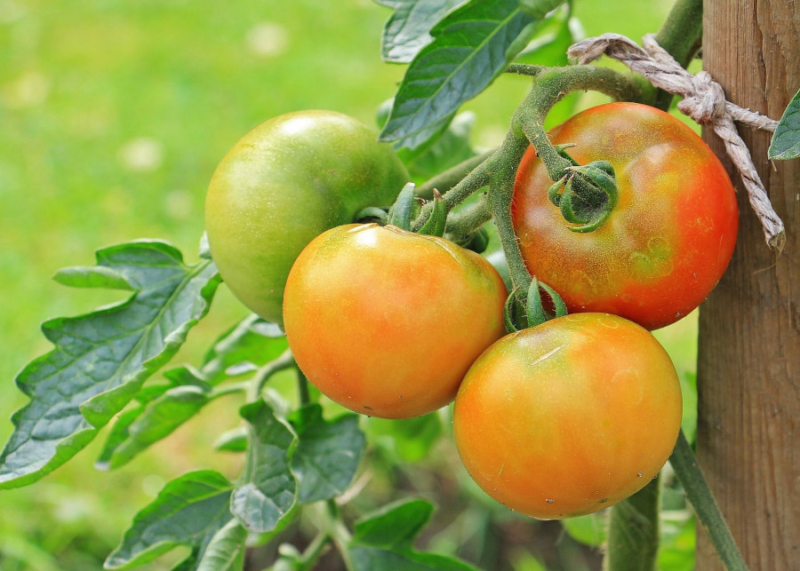 podwiązywanie pomidorów fot. pixel2013 - Pixabay