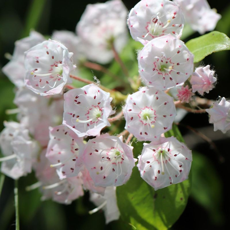 Kalmia szerokolistna (fot. Annette Meyer - Pixabay)
