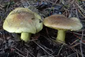 Gąska zielonka - Tricholoma equestre