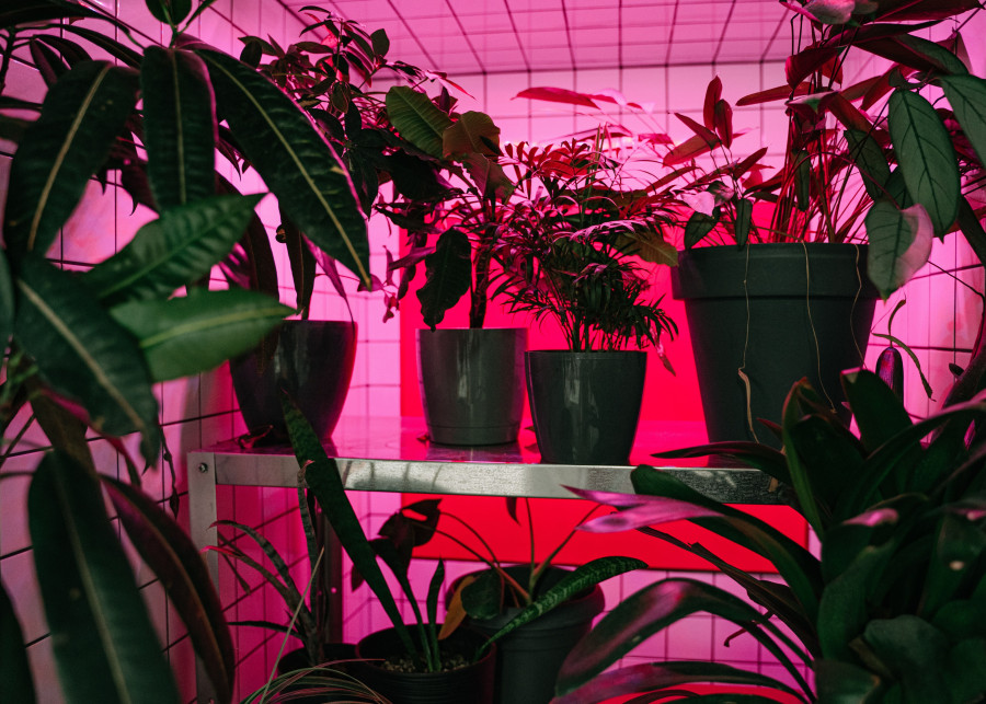 Uprawa roślin doniczkowych w growboxie fot. Ivan Samkov - Pexels