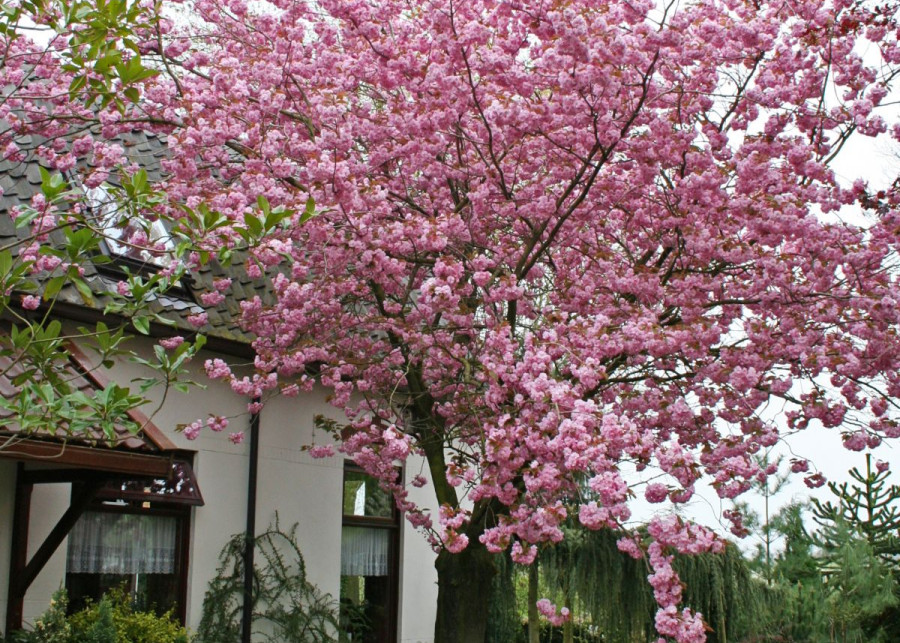 Wisnia pilkowana Prunus serrulata Kanzan, fot. iVerde