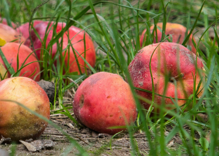 Jablka pazdziernikowe jablonie odmiany zimowe, fot. Helga Kattinger - Pixabay