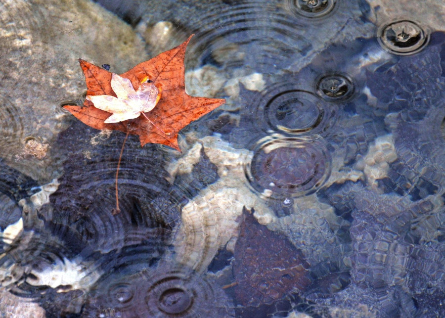 Porzadki w oczu wodnym jesienia w pazdzierniku listopadzie, fot. E. W. Forbess - Pixabay