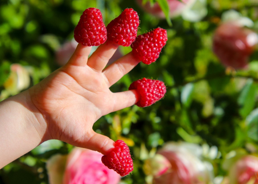 krzewy owocowe bezkolcowe dla dzieci fot. Blandine JOANNIC - Pixabay