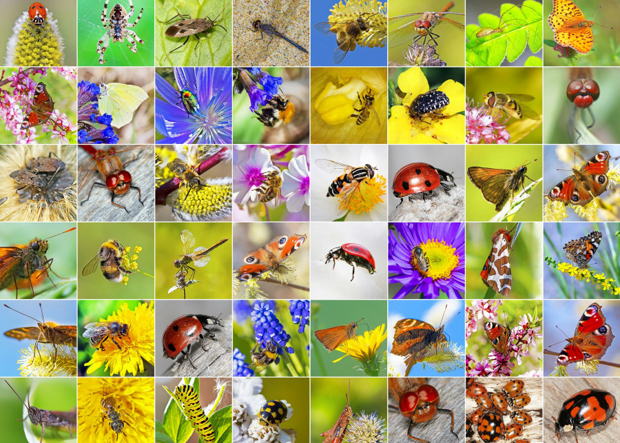 Pożyteczne owady ogrodowe fot. Starover64 - Depositphotos