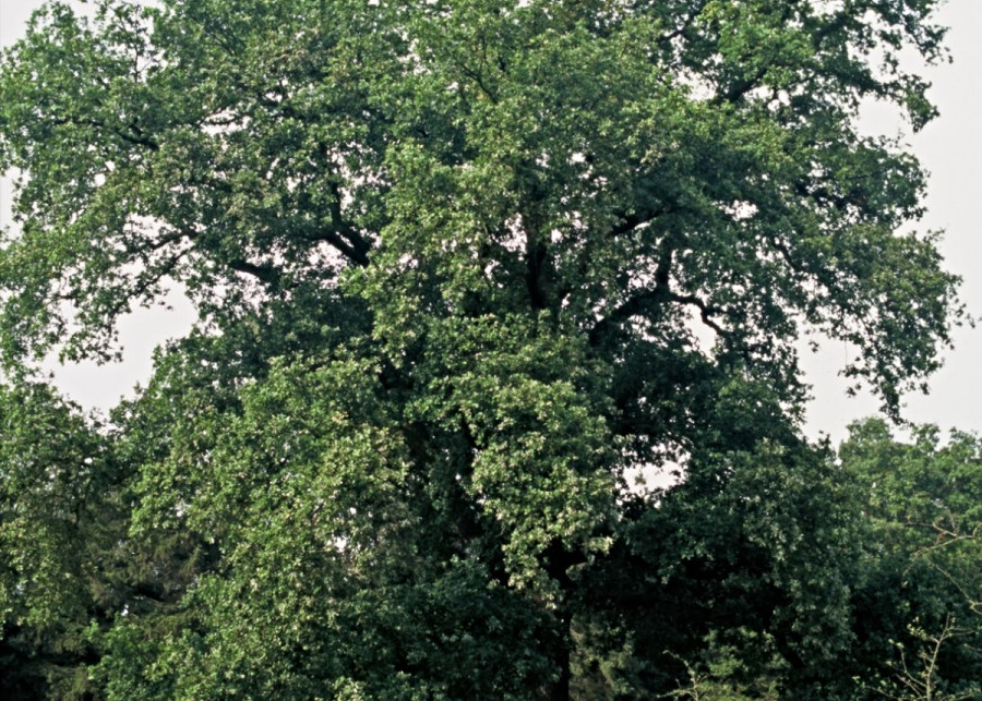 Dab szypulkowy Quercus robur