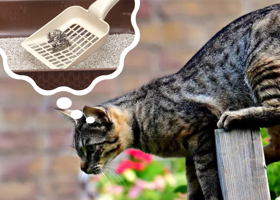 Czy odchody kotów można wyrzucać na kompost: jakie choroby można złapać od kota?