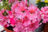 Pelargonia