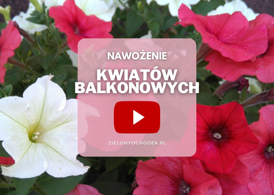FILM: Nawożenie roślin balkonowych