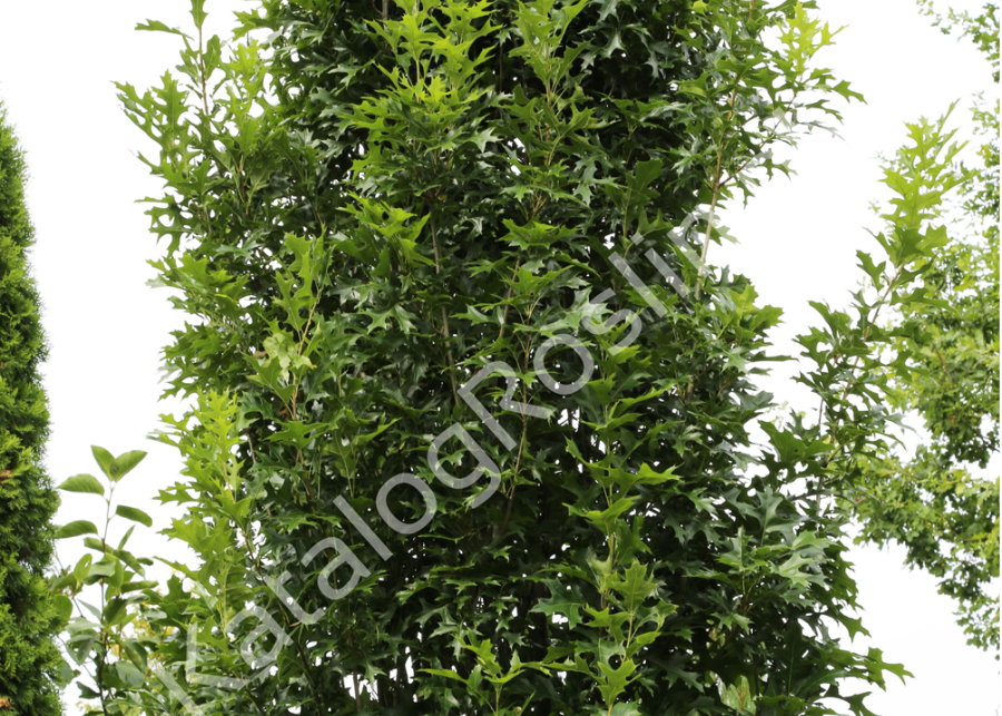 Dąb błotny Quercus palustris GREEN PILLAR-Pringreen Fot. Grzegorz Falkowski ZSzP