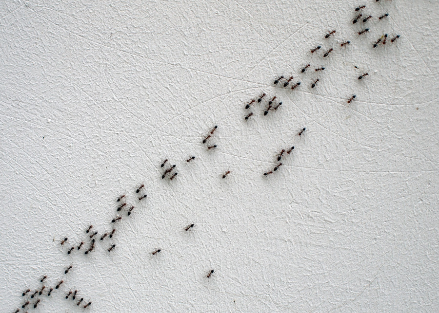 Zwalczanie mrowek mrowki w domu ogrodzie