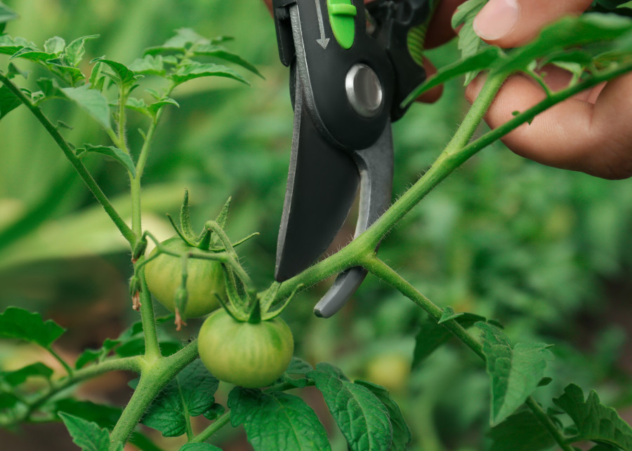 Odkryj tajemnicę obfitych zbiorów: Usuwanie liści pomidorów jako klucz do sukcesu