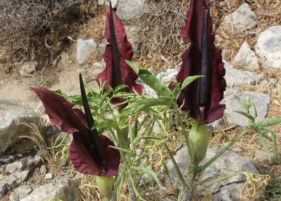 Drakunkulus zwyczajny Dracunculus vulgaris w naturze Grecji