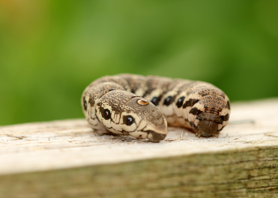 Dziwny wąż - postojak wiesiołkowiec