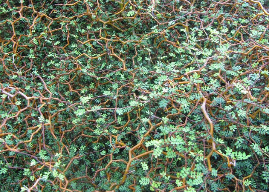 Perelkowiec drobnolistny w naturze Sophora prostrata
