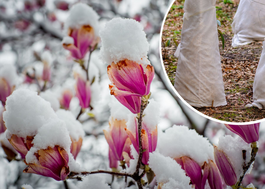 Zimowanie magnolii - ochrona przed mrozem