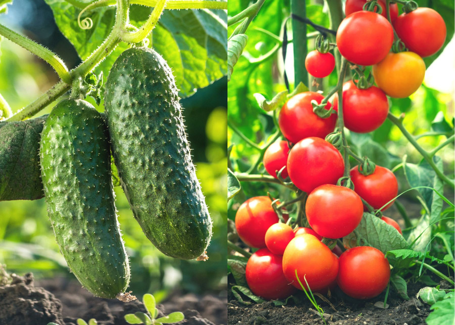 Czy pomidory można sadzić obok ogórków