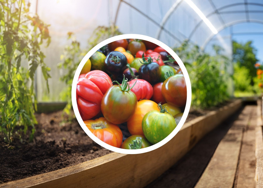 Odmiany pomidorów do uprawy po osłonami w tunelach i szklarniach