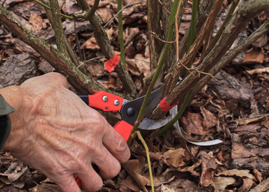 Odkryj sprawdzone metody odmładzania krzewów borówki, aby zwiększyć ich owocowanie. 