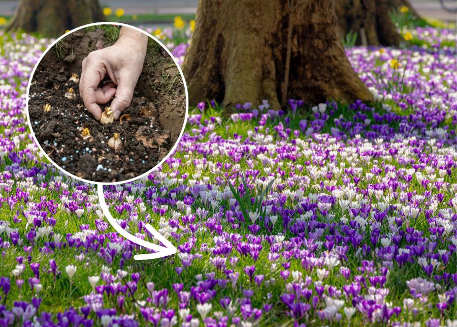 Odkryj sprawdzone metody hodowli krokusów, aby cieszyć się ich obfitym kwitnieniem każdej wiosny