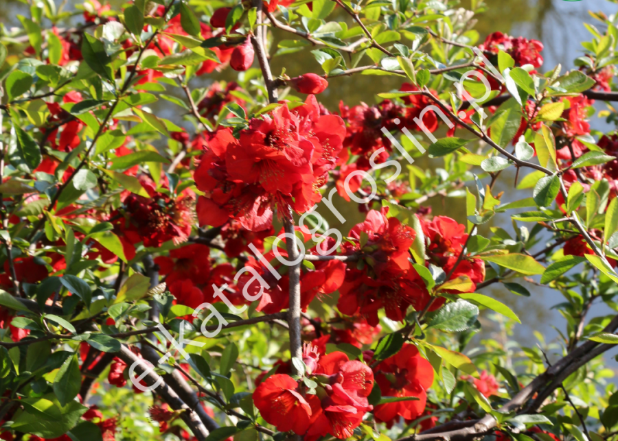 kwitnący na czerwono pigwowiec pośredni Chaenomeles ×superba Nicoline