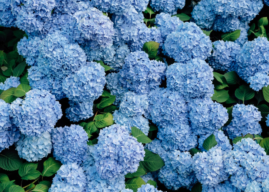 Niebieskie kwiaty hortensji to efekt nawożenia siarczanem glinu