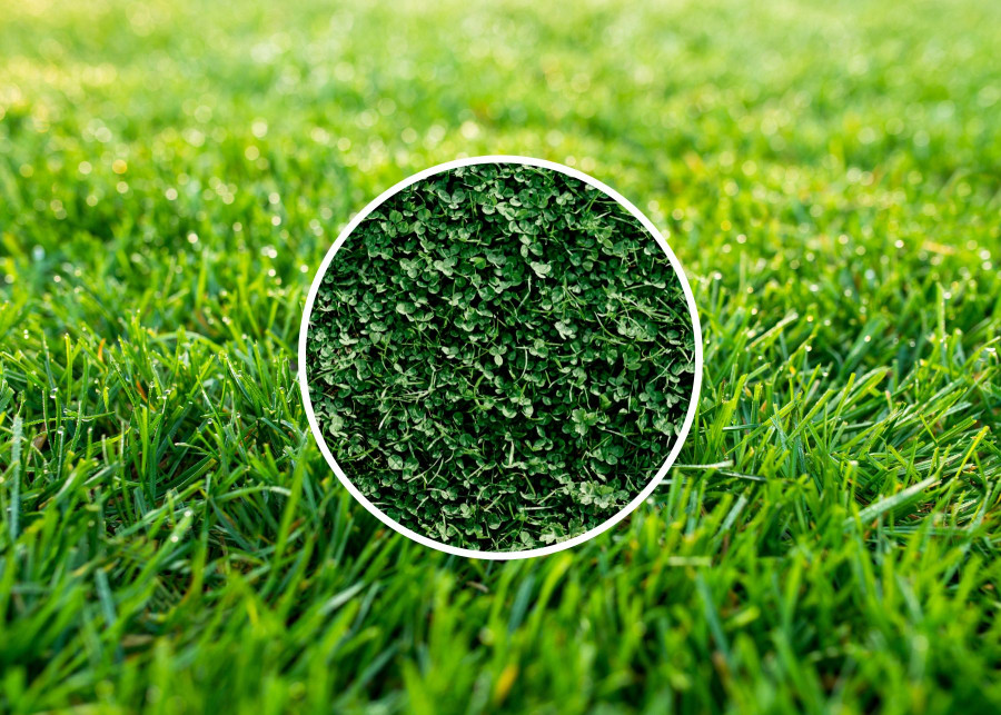 Zielony trawnik bez nawożenia - mikrokoniczyna odżywia trawę